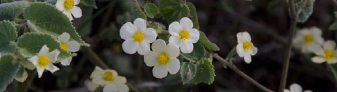 FITOTERAPIA AYURVEDICA: MALVA BRANCA FITOTERAPIA AYURVEDICA: MALVA BRANCA