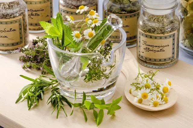 Artigo plantas medicinais